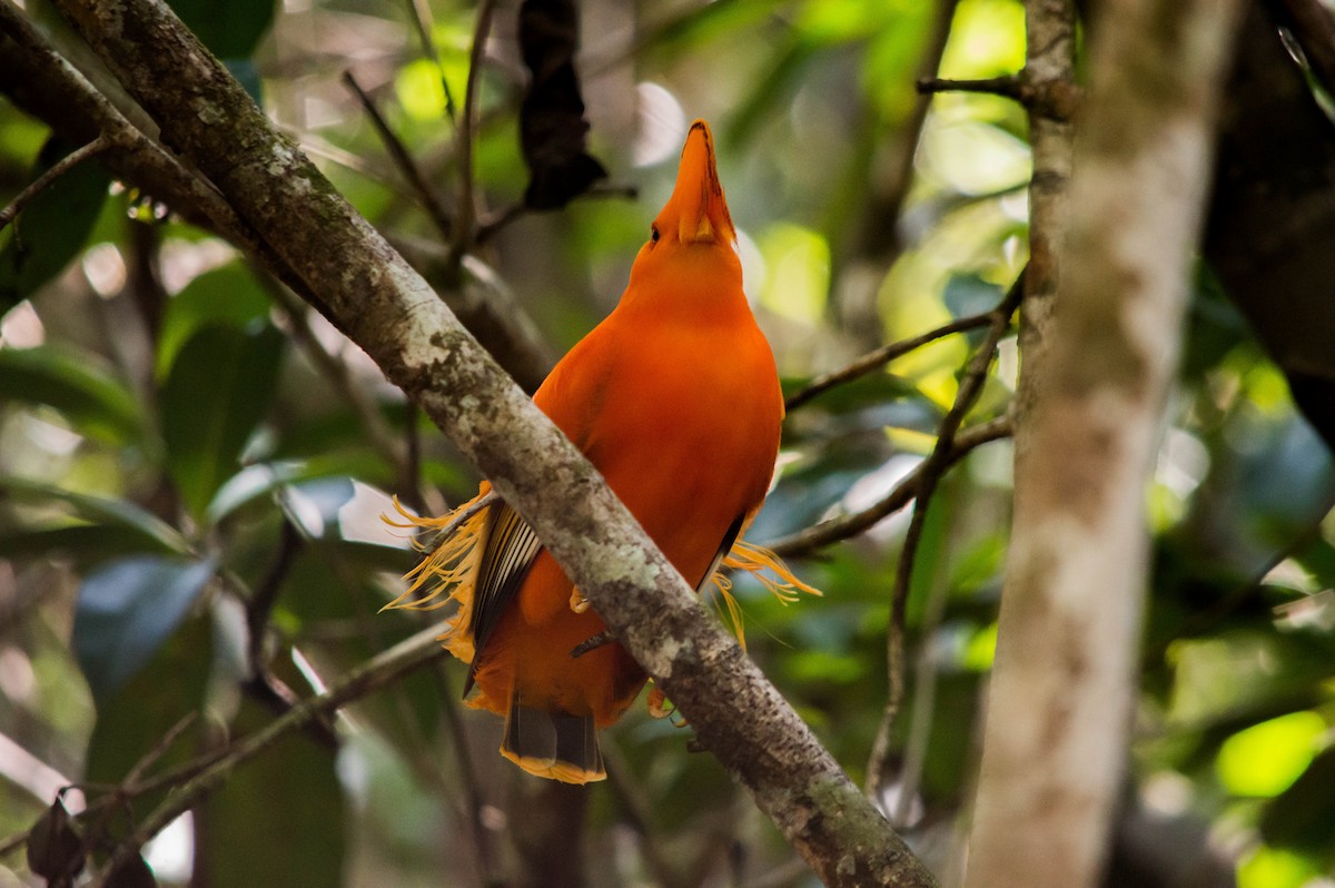 Guianan Cock-of-the-rock - ML640578404