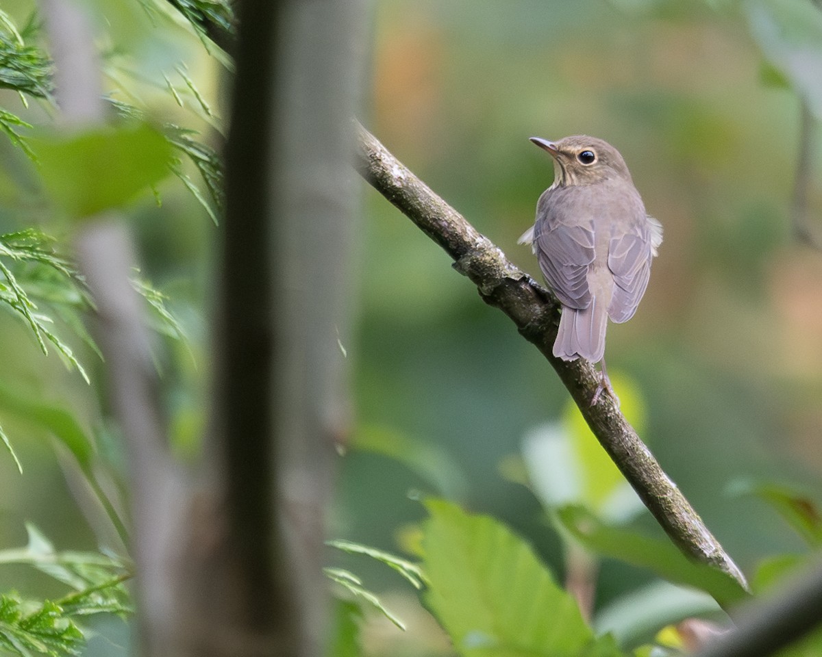 Swainson's Thrush - ML640578499