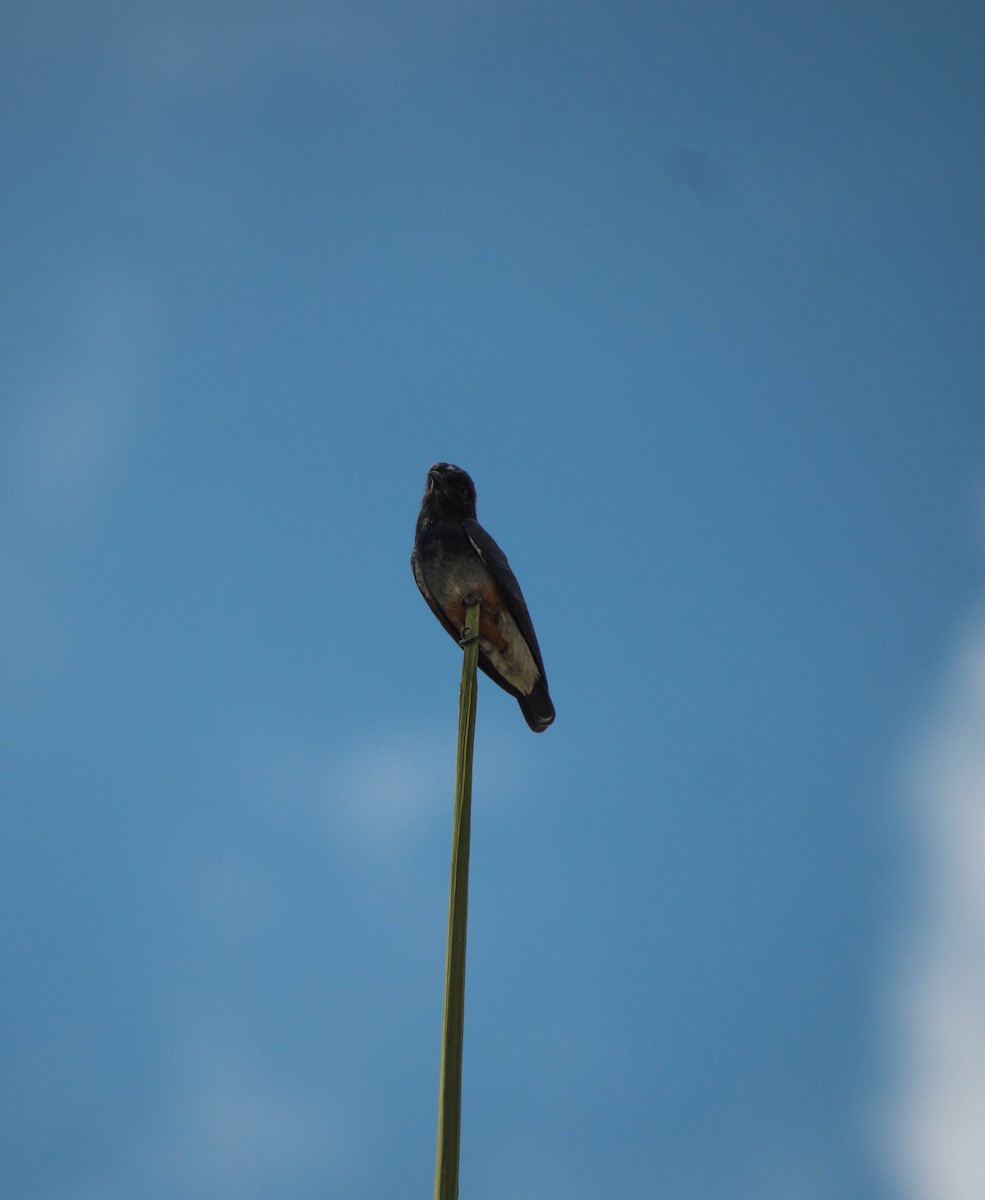 Swallow-winged Puffbird - ML640578502