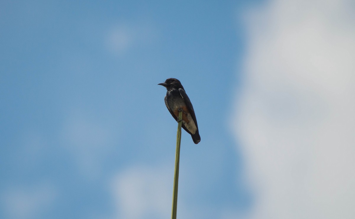 Swallow-winged Puffbird - ML640578503