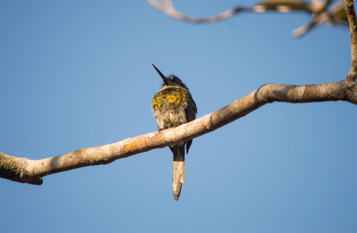 Bronzy Jacamar - ML640578543