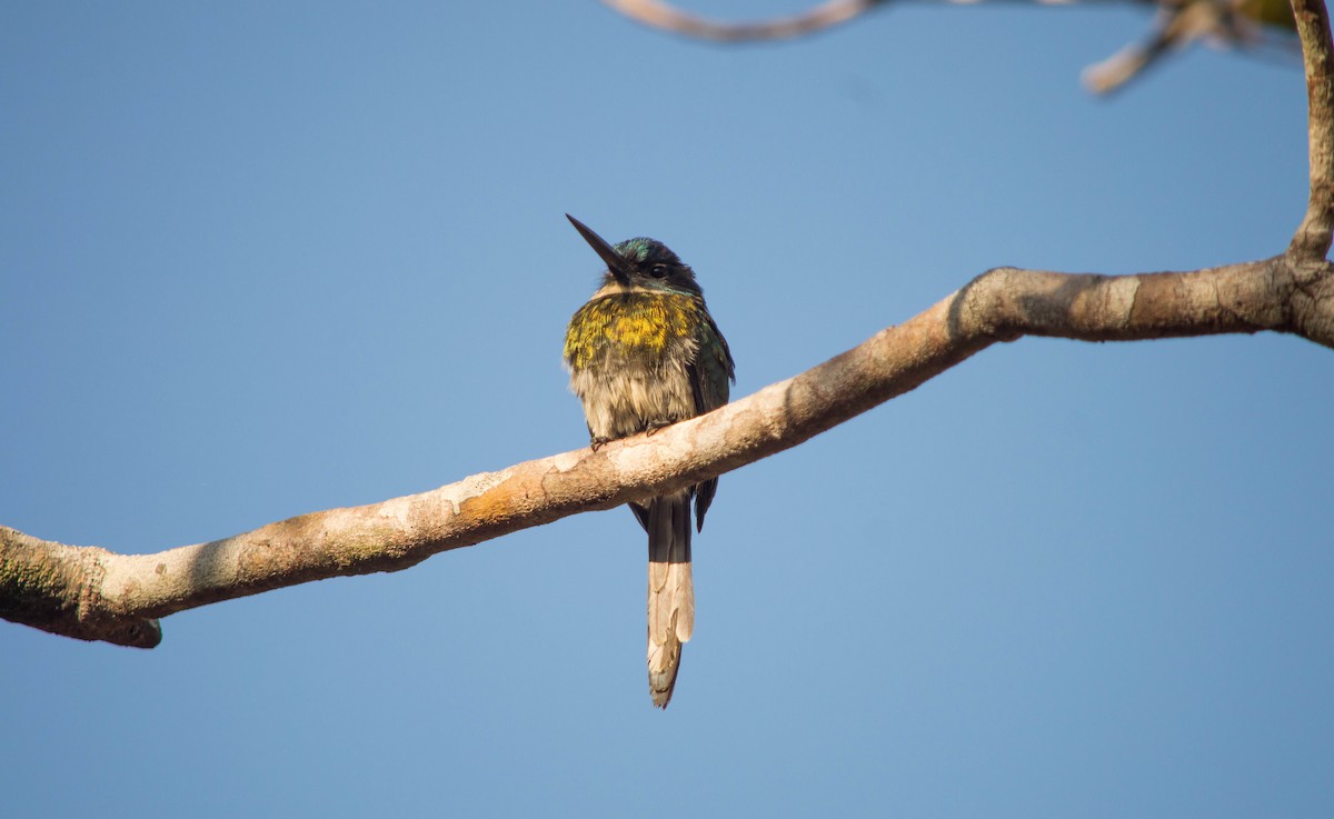 Bronzy Jacamar - ML640578544