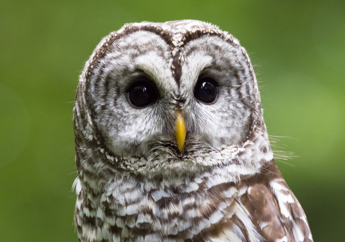 Barred Owl - ML640578617