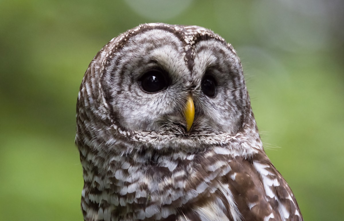 Barred Owl - ML640578618