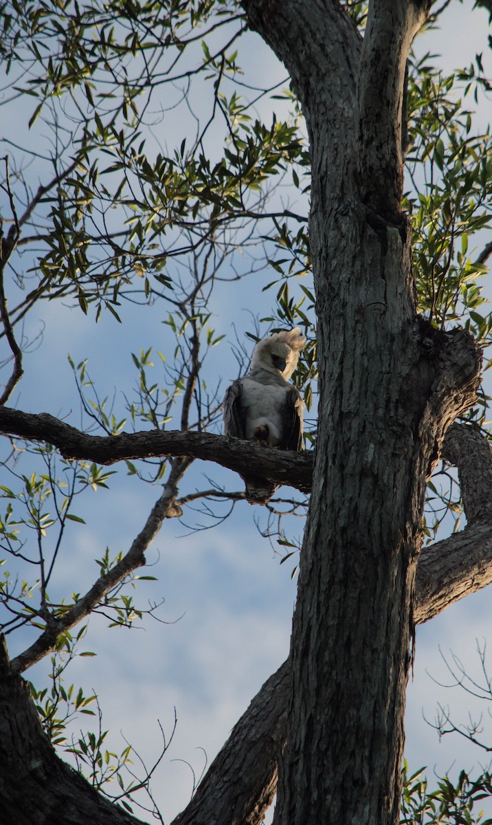 Harpy Eagle - ML640578619