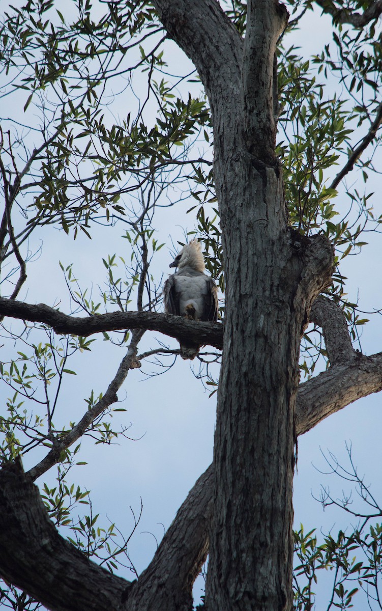 Harpy Eagle - ML640578620