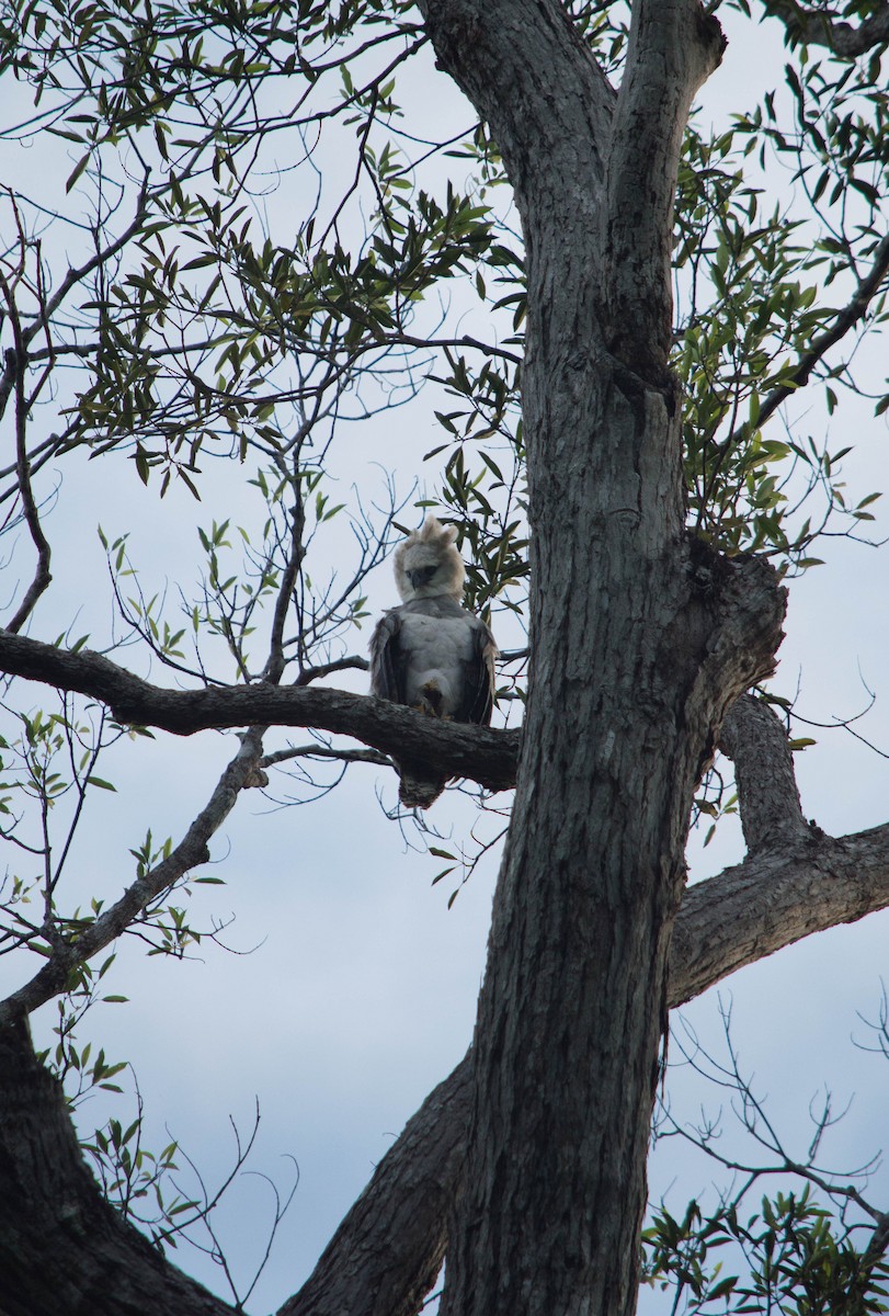 Harpy Eagle - ML640578621