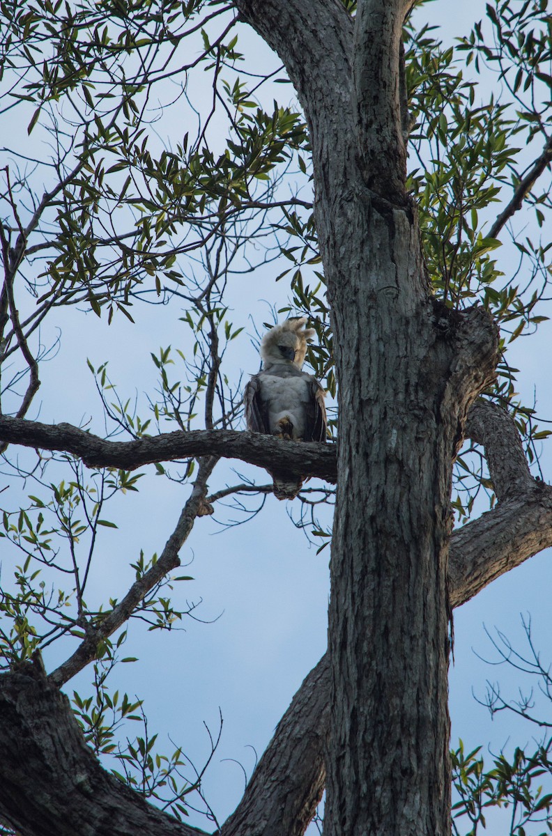 Harpy Eagle - ML640578622
