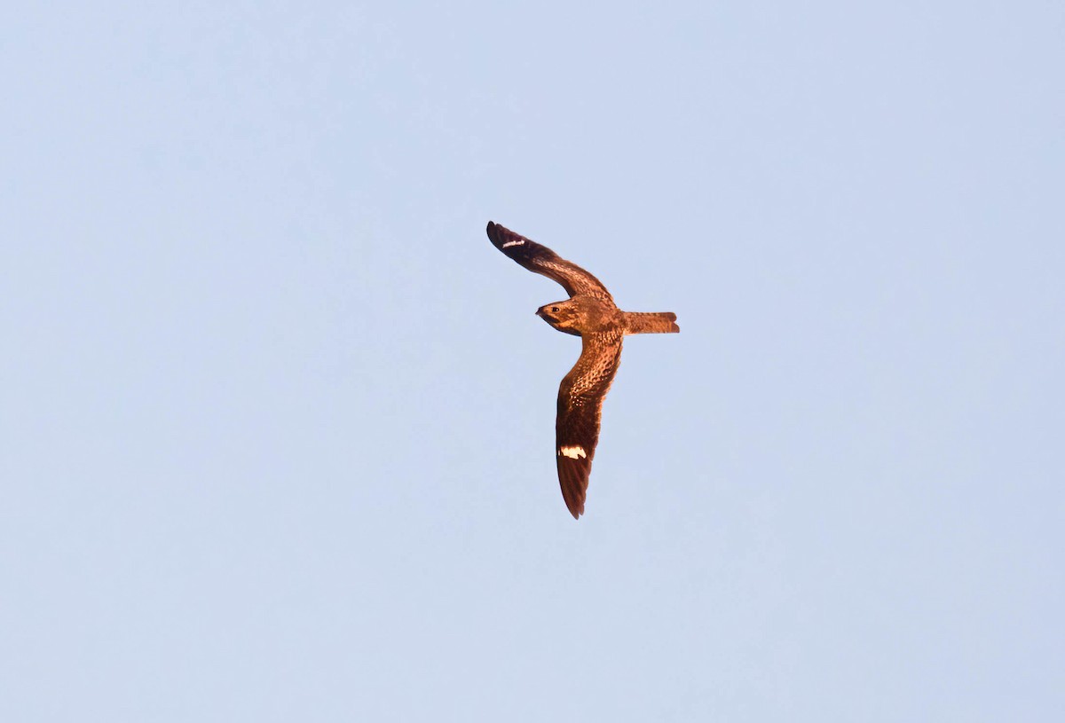 Common Nighthawk - ML640578635