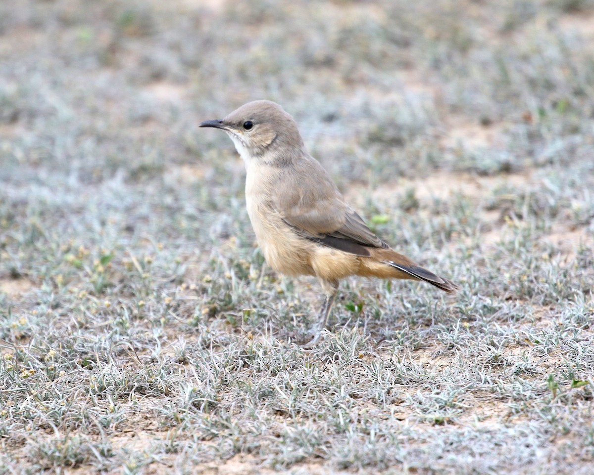 LeConte's Thrasher - ML640578636