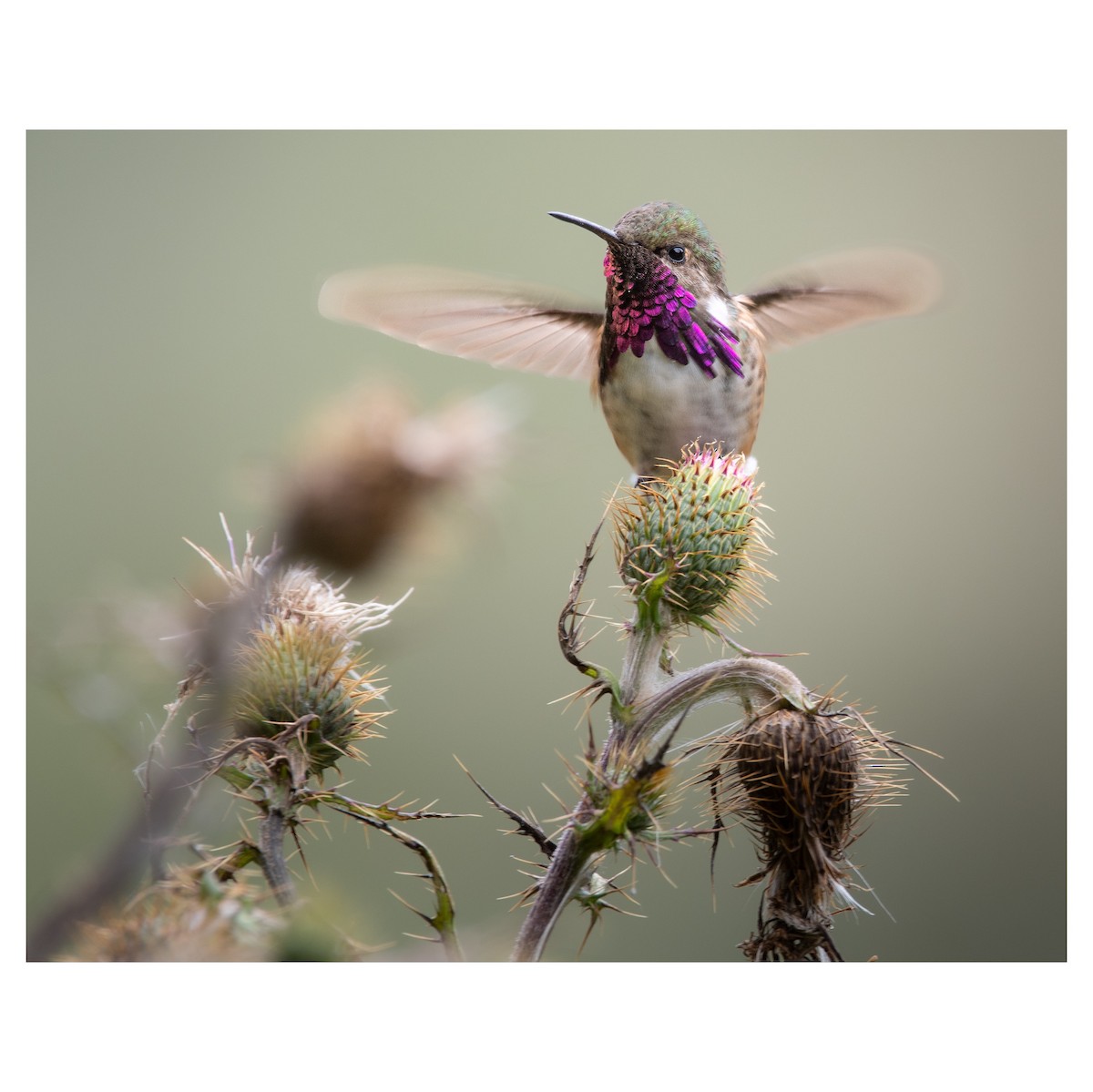 Bumblebee Hummingbird - ML640578638