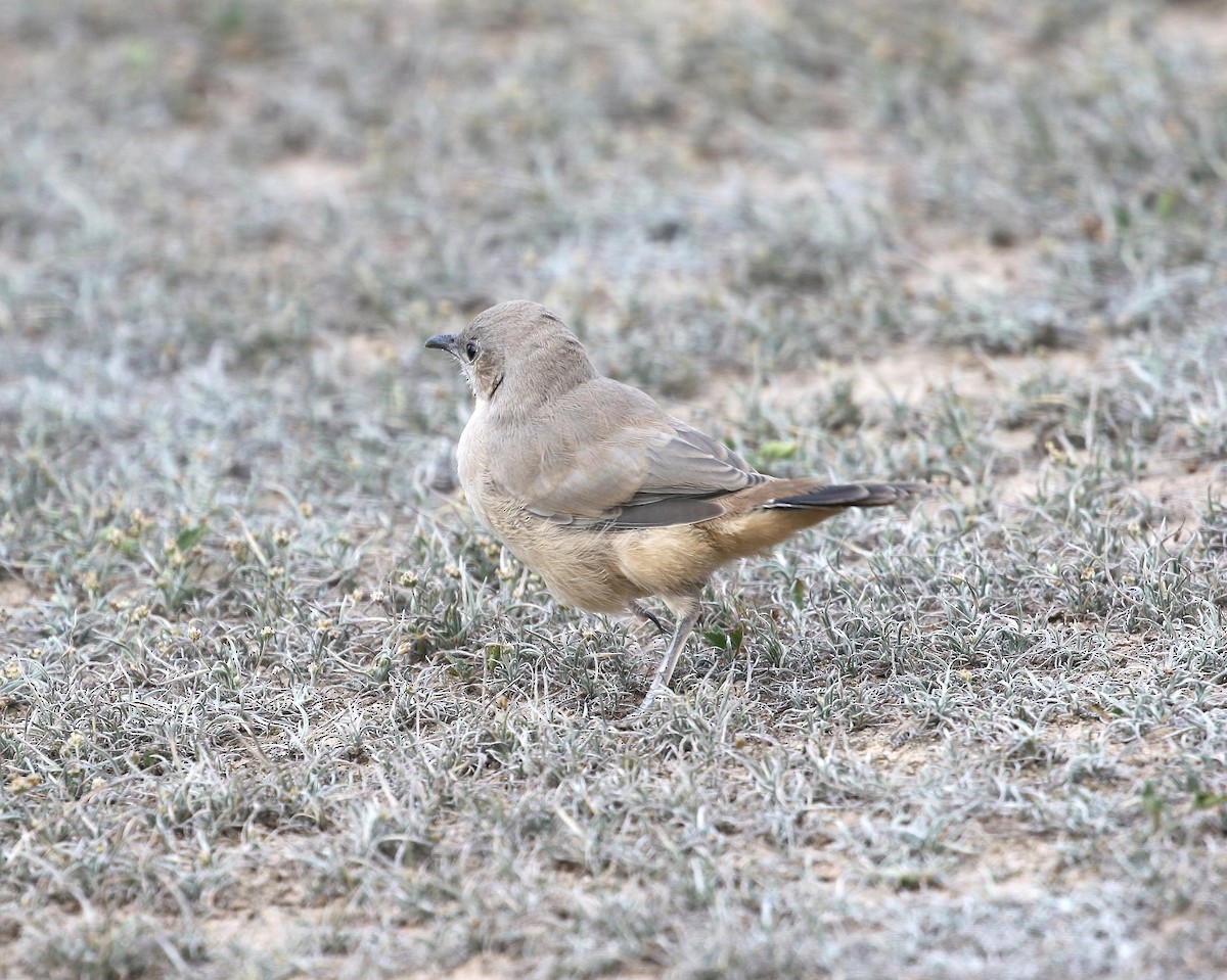 LeConte's Thrasher - ML640578658