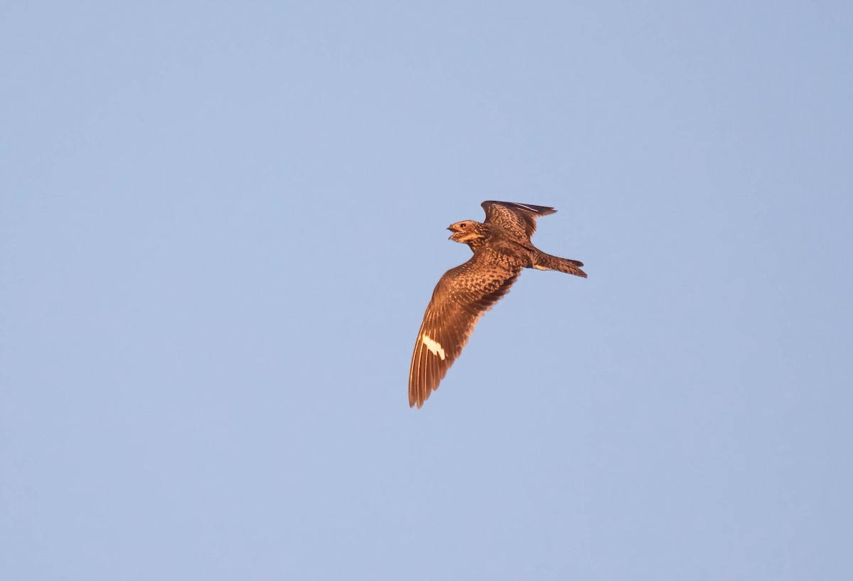 Common Nighthawk - ML640578663