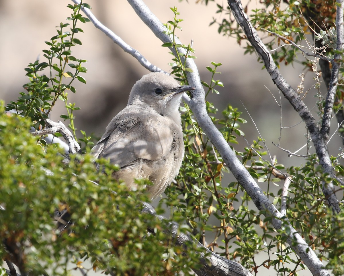 LeConte's Thrasher - ML640578685