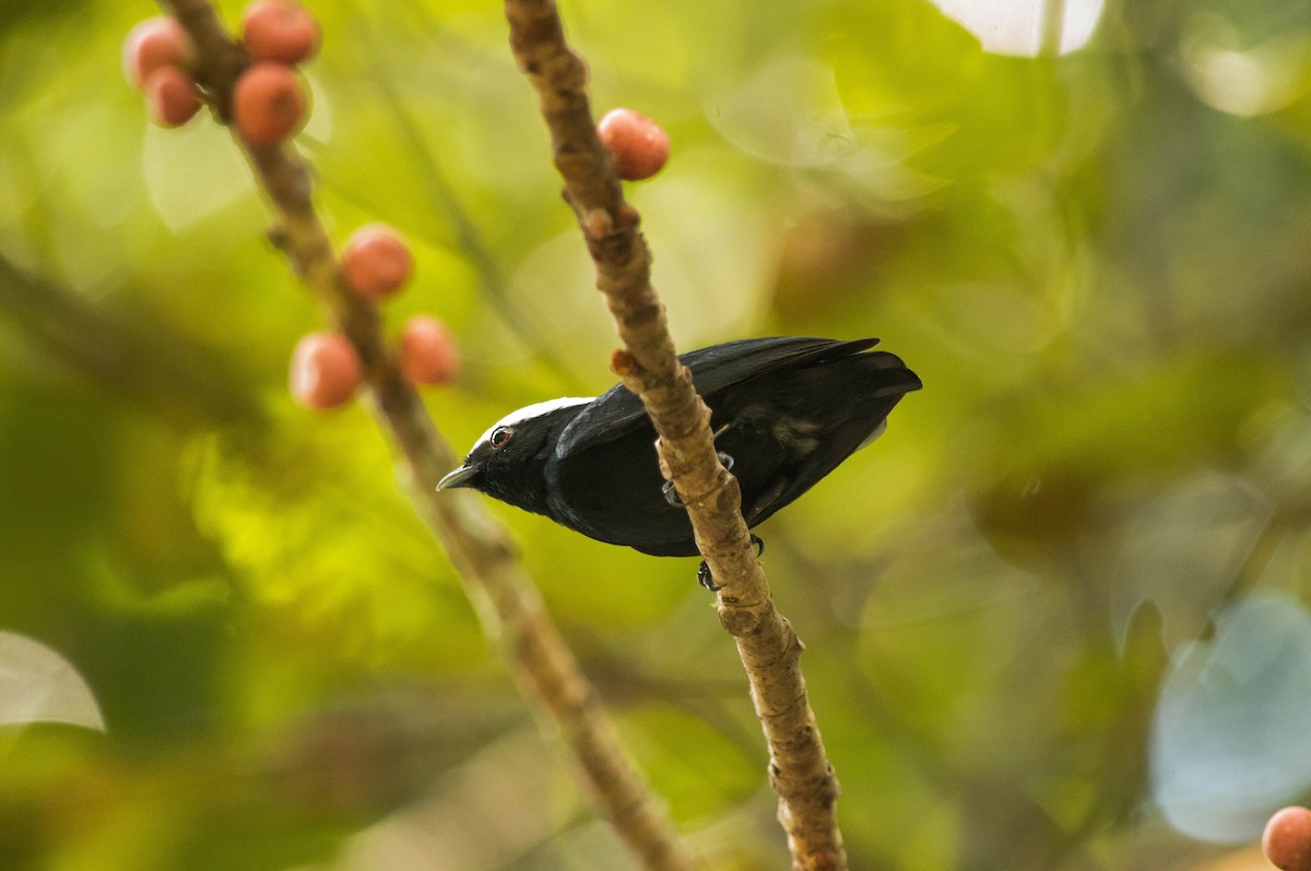 White-crowned Manakin (Guianan) - ML640578701