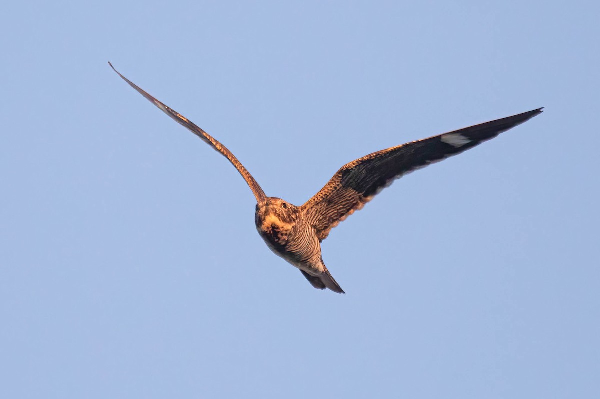 Common Nighthawk - ML640578719