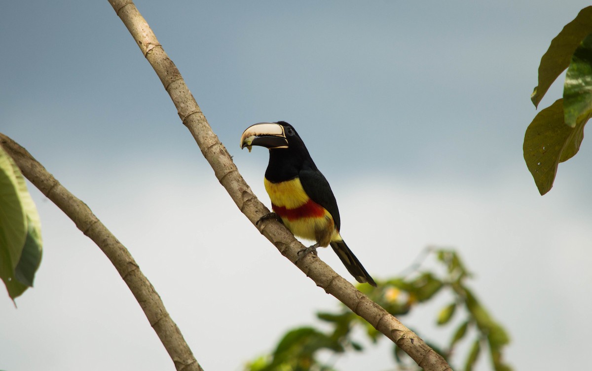 Black-necked Aracari - ML640578751