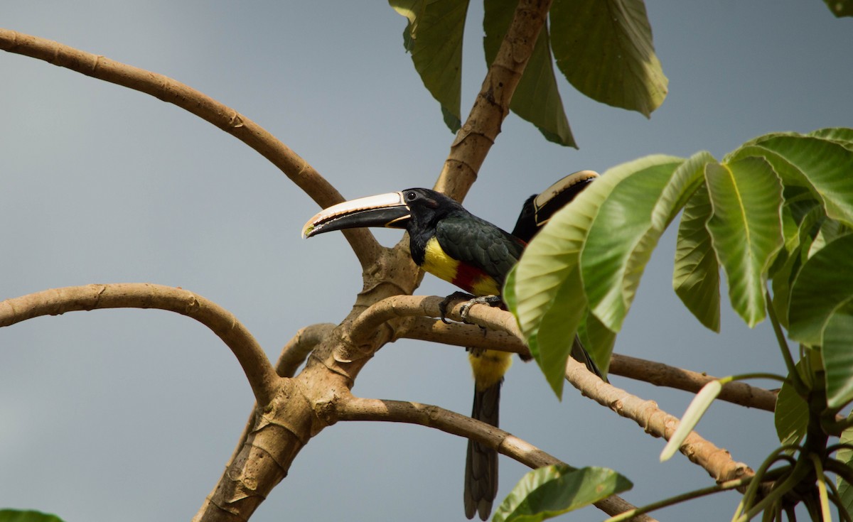 Black-necked Aracari - ML640578752