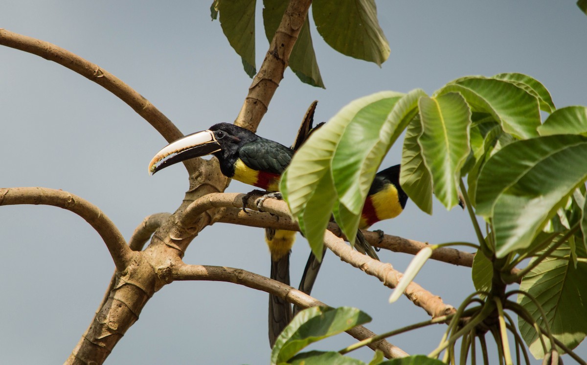 Black-necked Aracari - ML640578753
