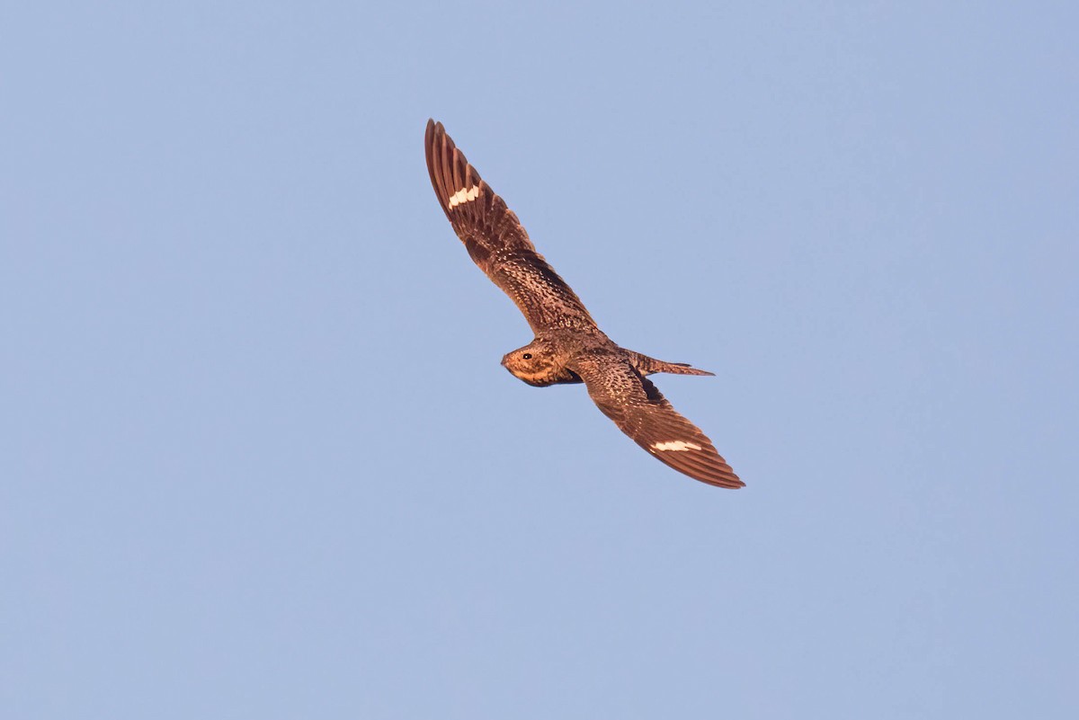 Common Nighthawk - ML640578783