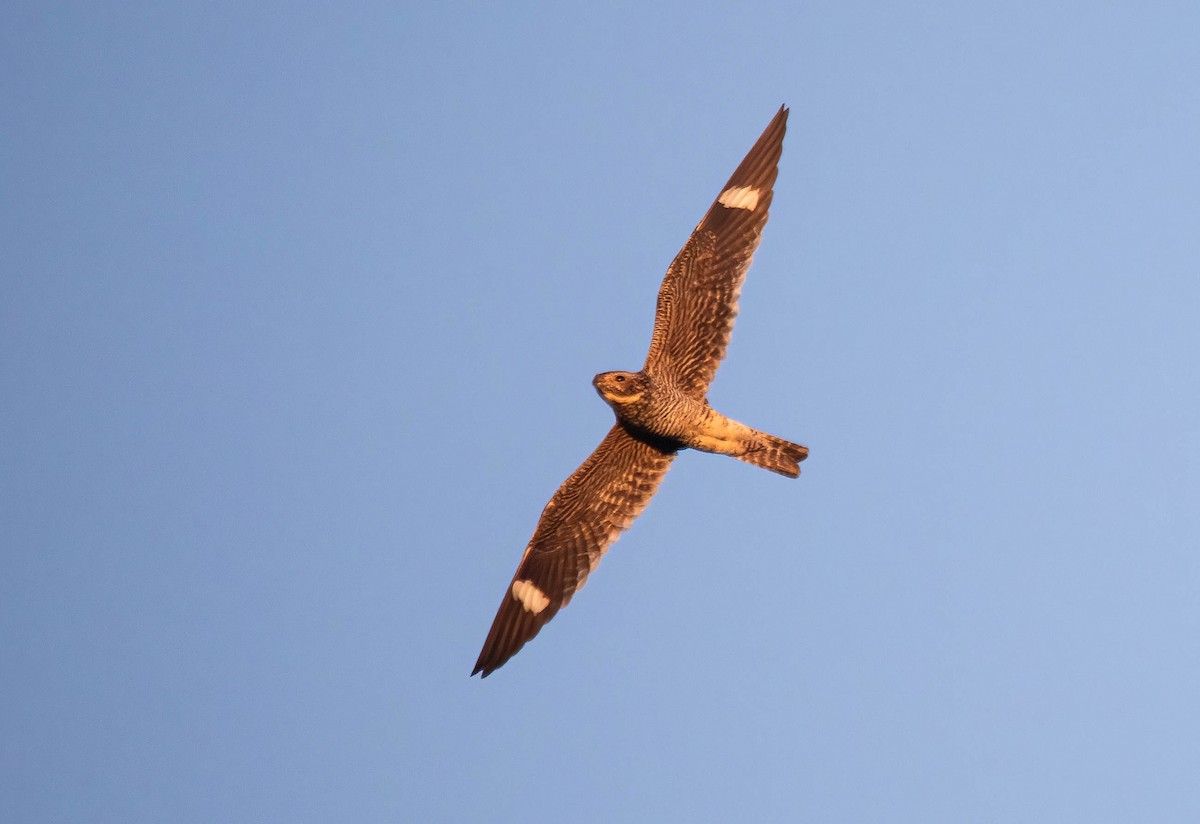 Common Nighthawk - ML640578815
