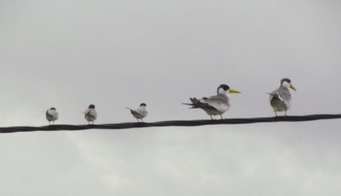 Yellow-billed Tern - ML640578845