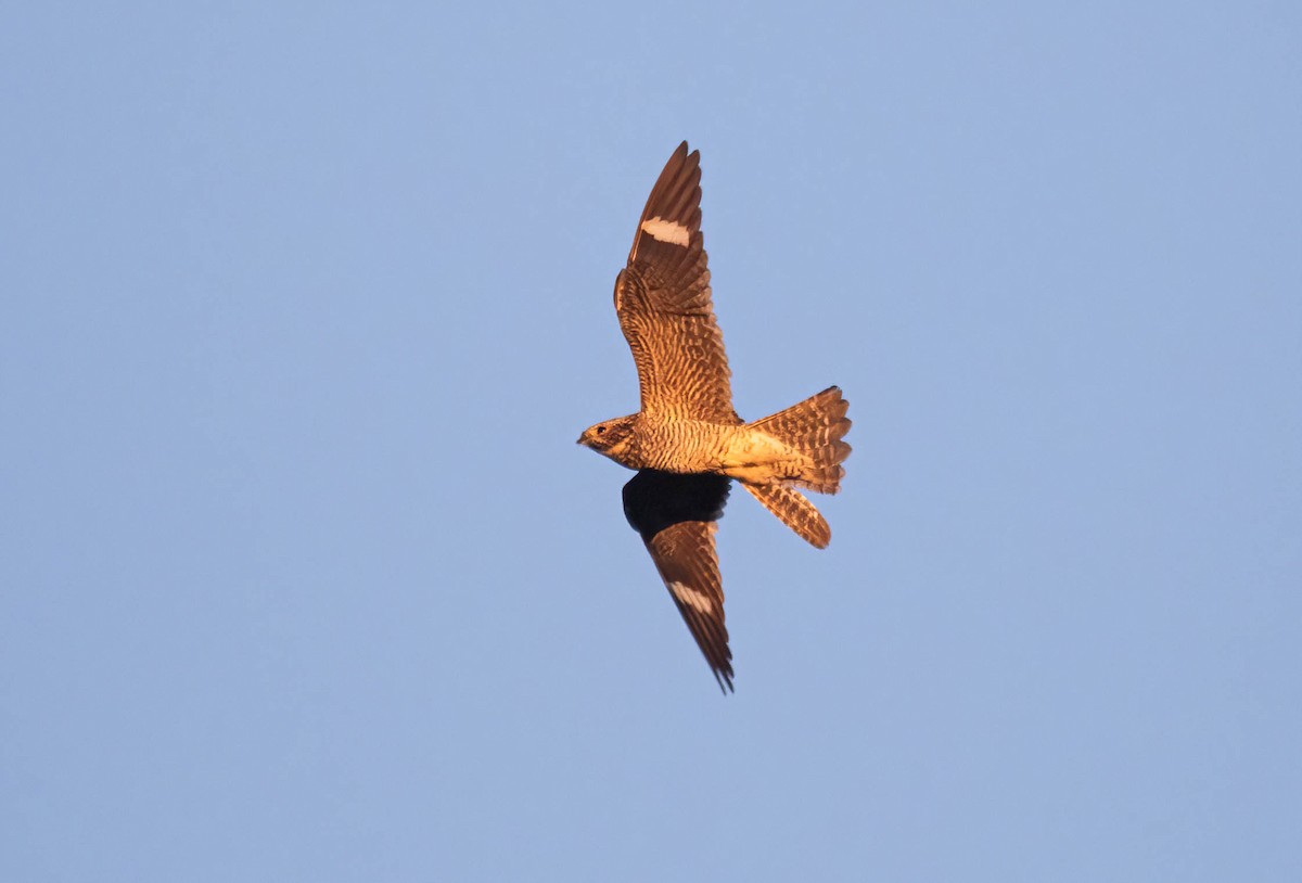 Common Nighthawk - ML640578847