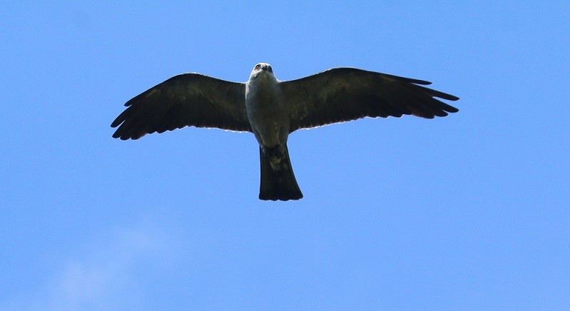 Mississippi Kite - ML640578853