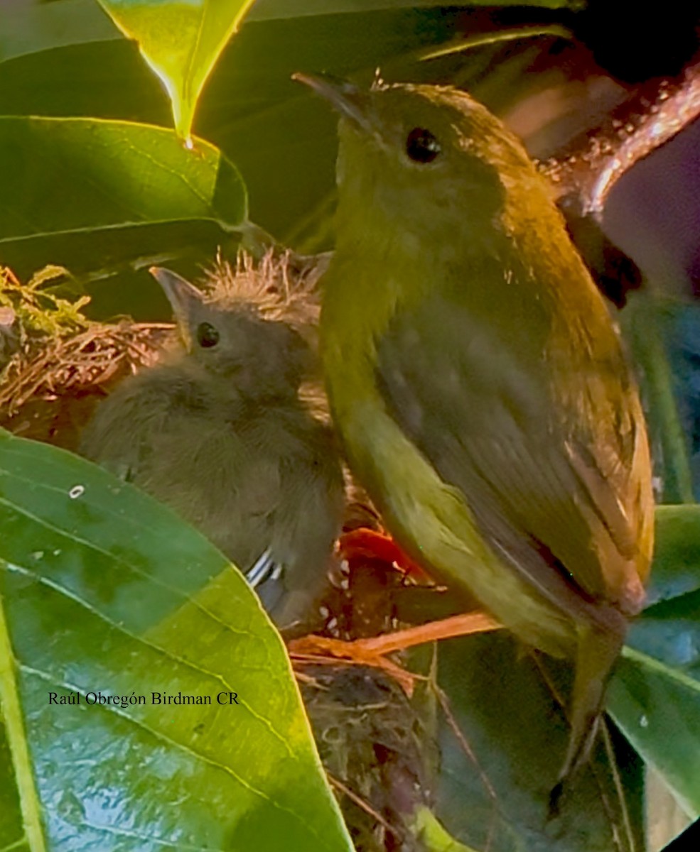 White-collared Manakin - ML640578857