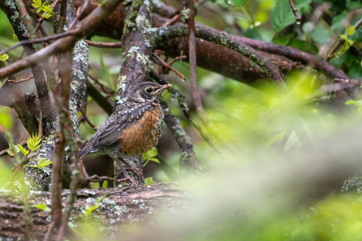 American Robin - ML640578862