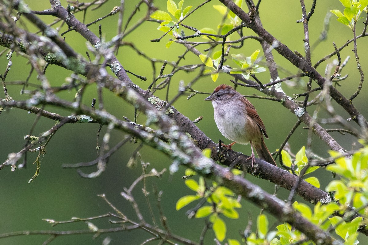 Swamp Sparrow - ML640578866