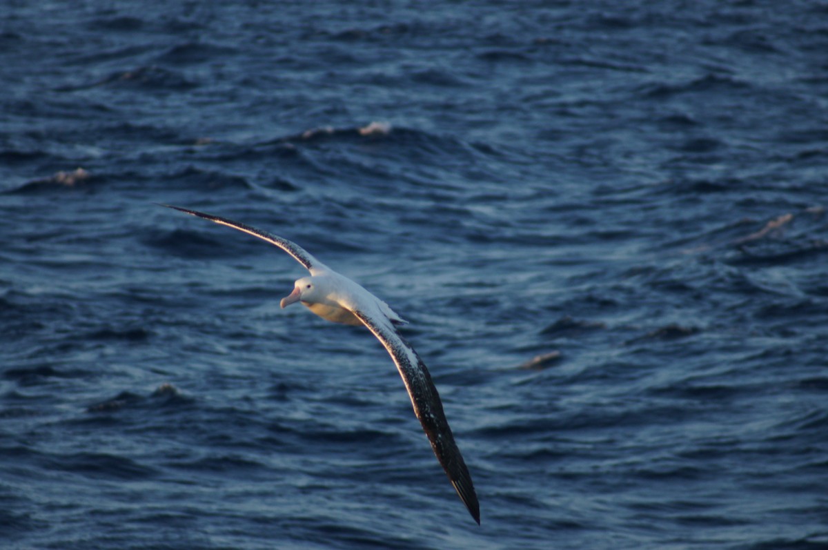 Albatros bidaiaria - ML640578895