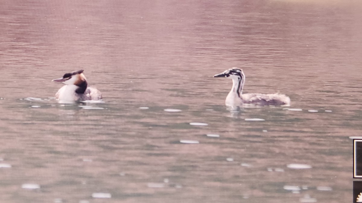 Great Crested Grebe - ML640578898