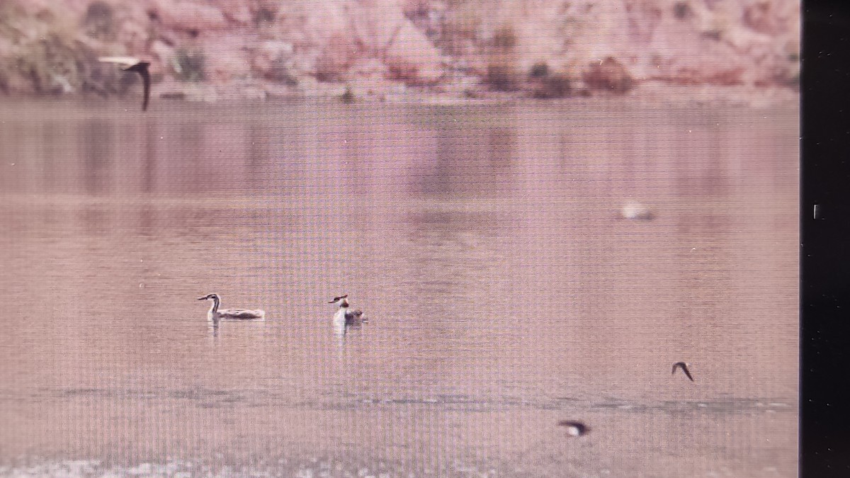 Great Crested Grebe - ML640578899