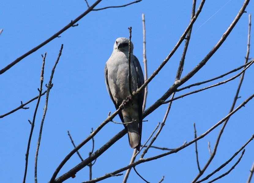 Mississippi Kite - ML640578905