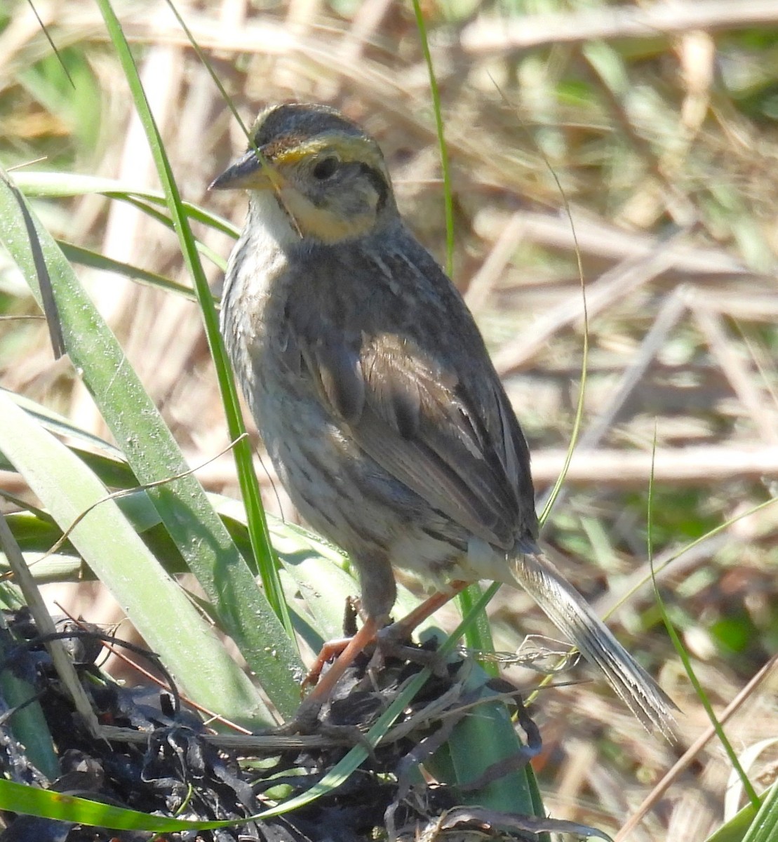 Saltmarsh Sparrow - ML640578967