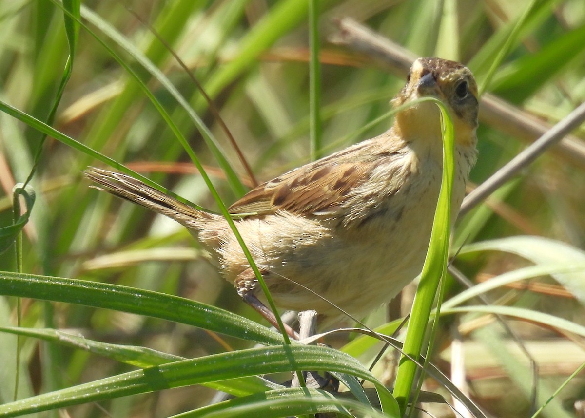 Saltmarsh Sparrow - ML640578969