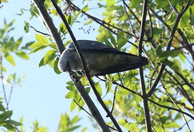 Mississippi Kite - ML640579017
