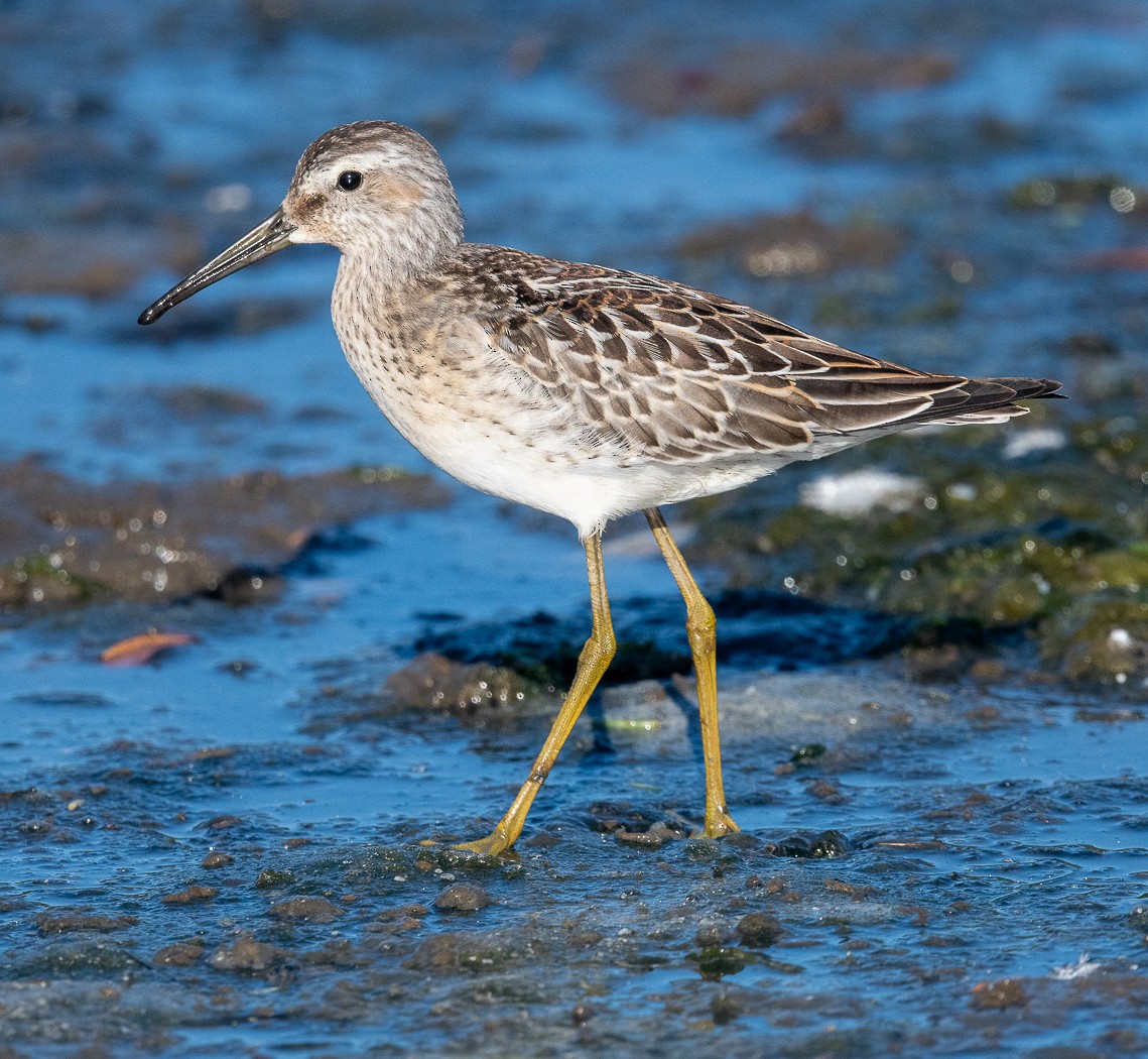 jespák dlouhonohý - ML640579048