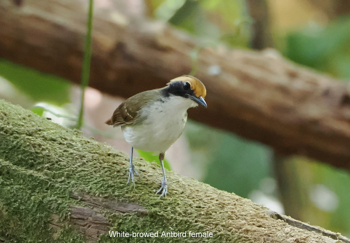 White-browed Antbird - ML640579109