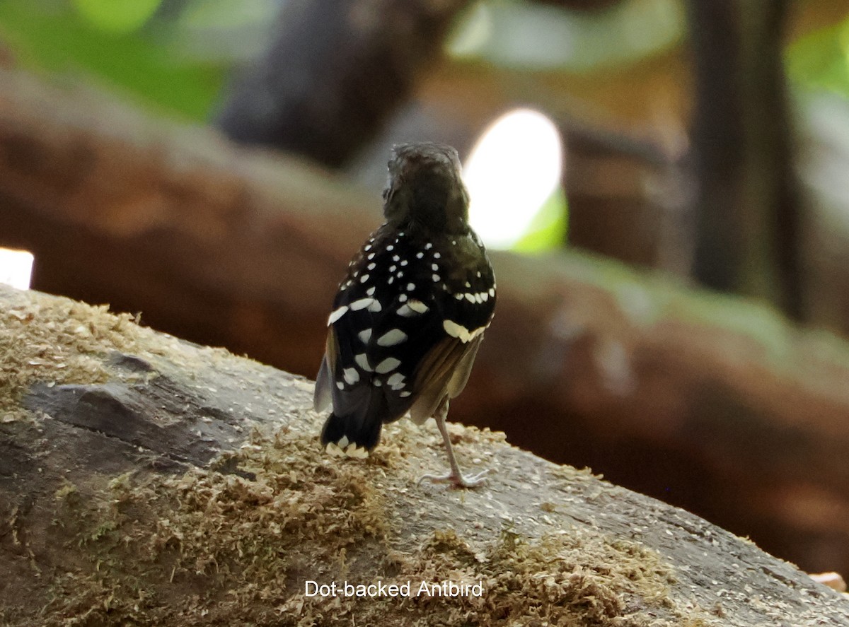 Dot-backed Antbird - ML640579116