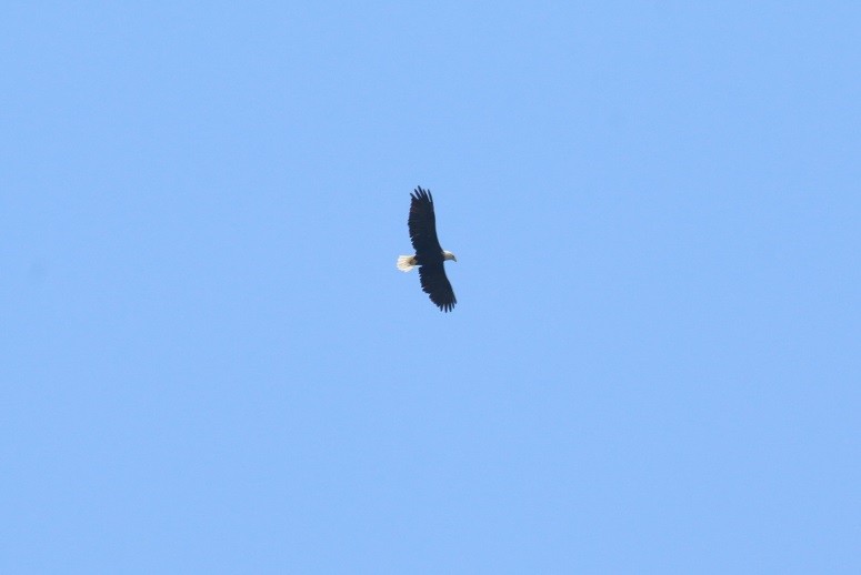 Bald Eagle - ML640579117