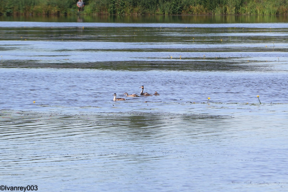 Great Crested Grebe - ML640579139