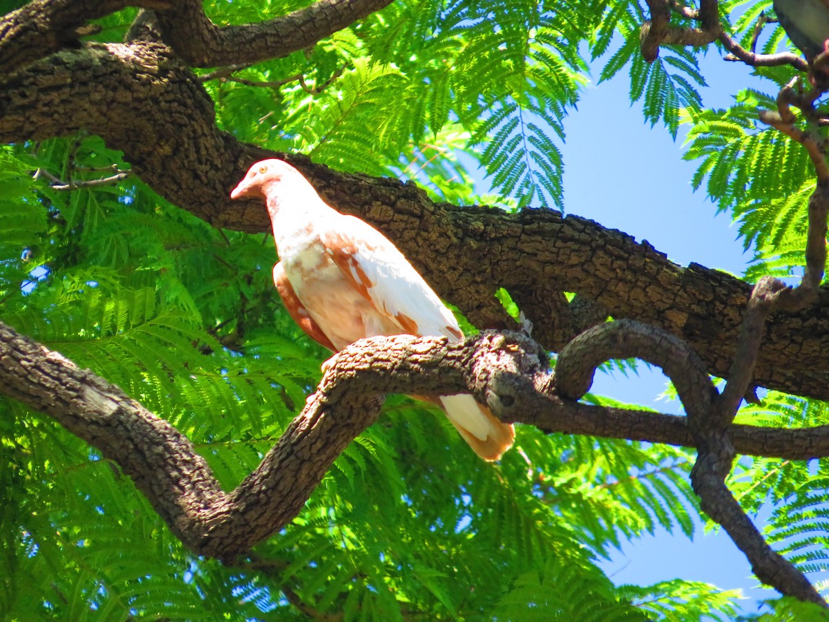 Rock Pigeon (Feral Pigeon) - ML640579154