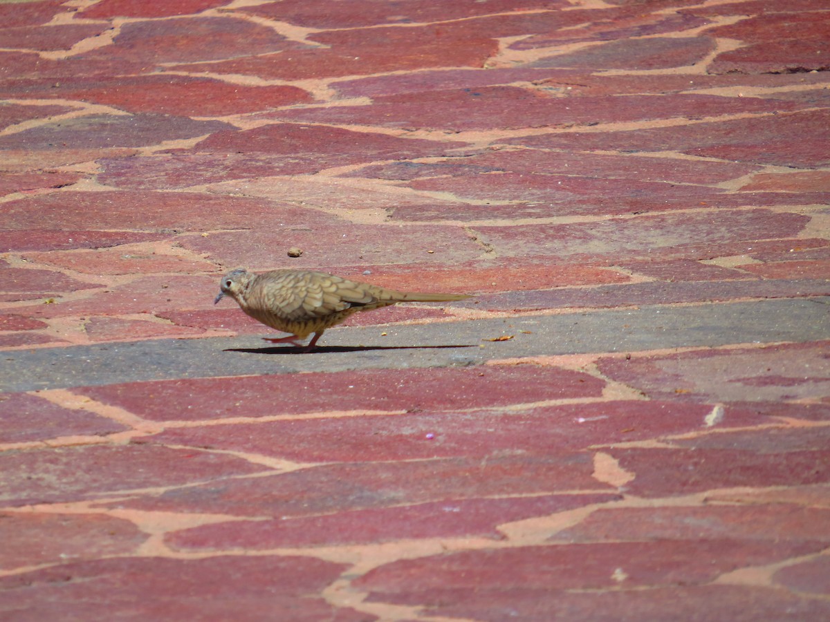 Inca Dove - ML640579156