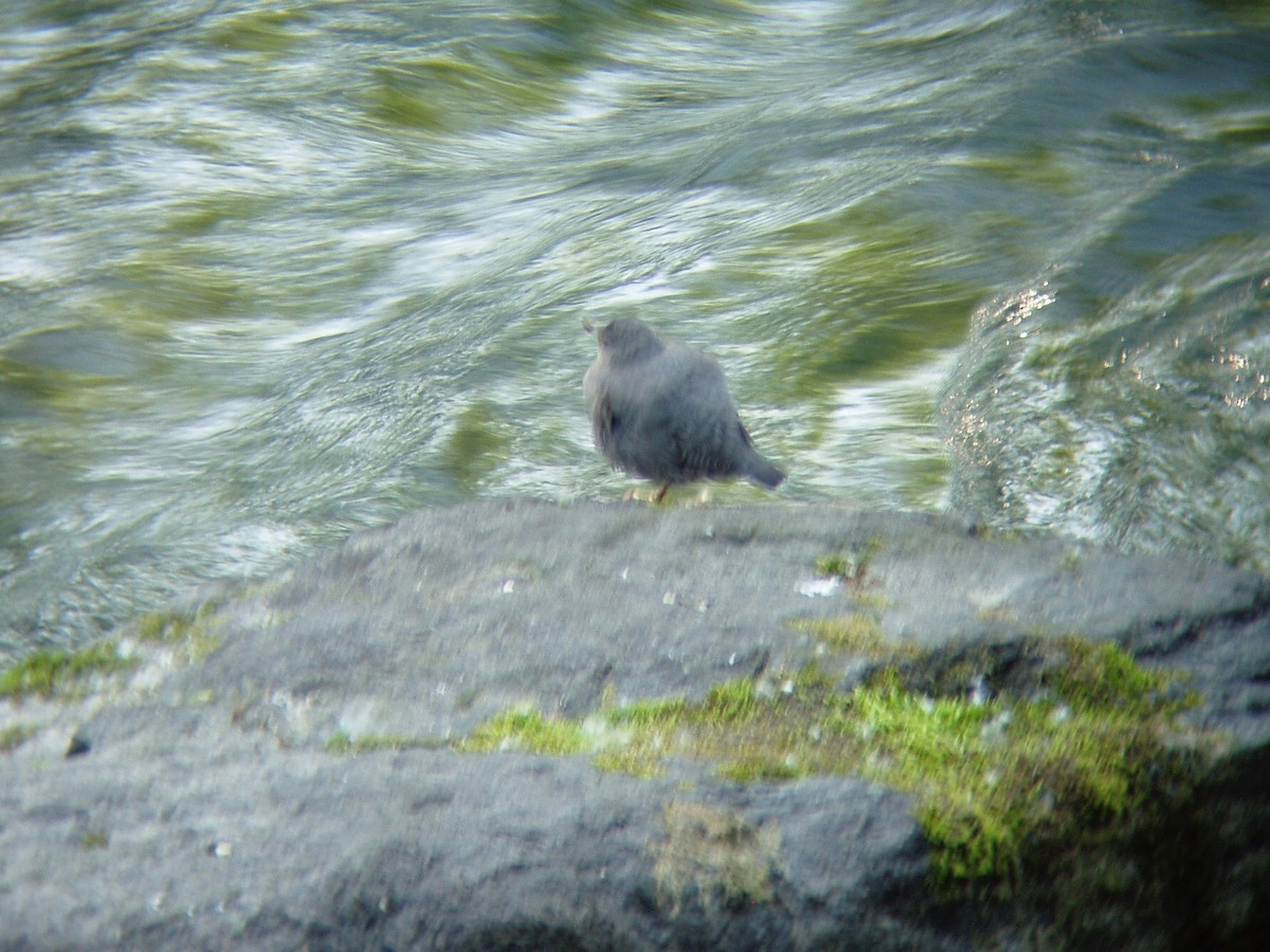 American Dipper - ML640579163