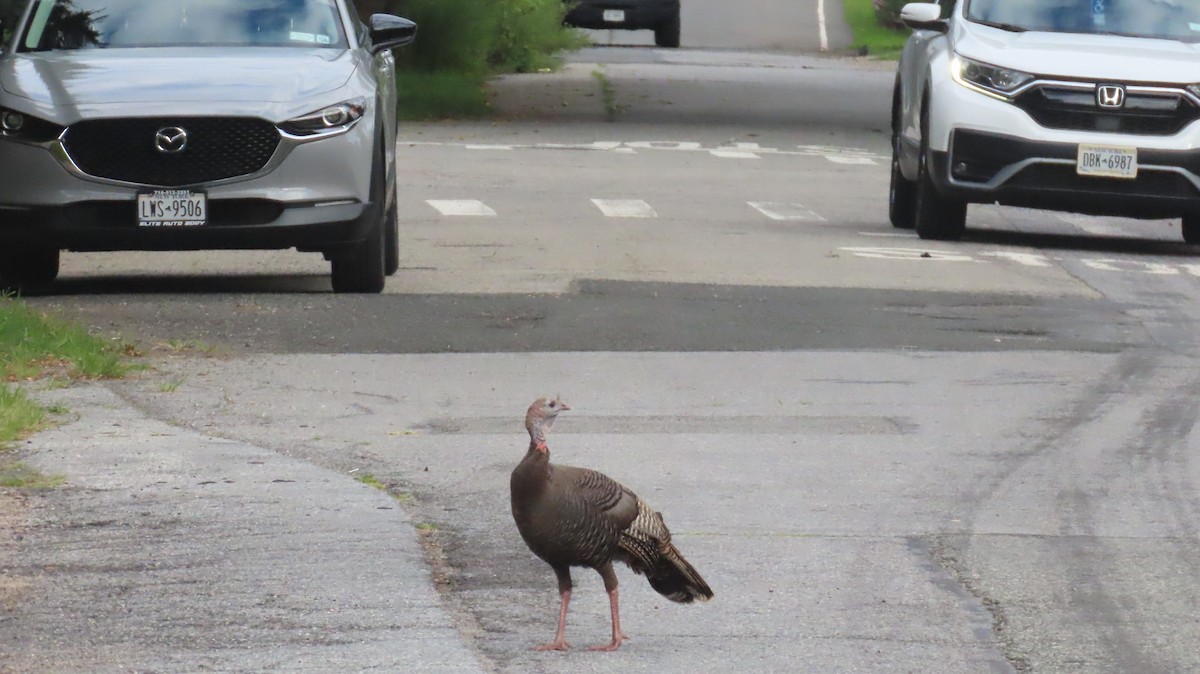 Wild Turkey - ML640579231