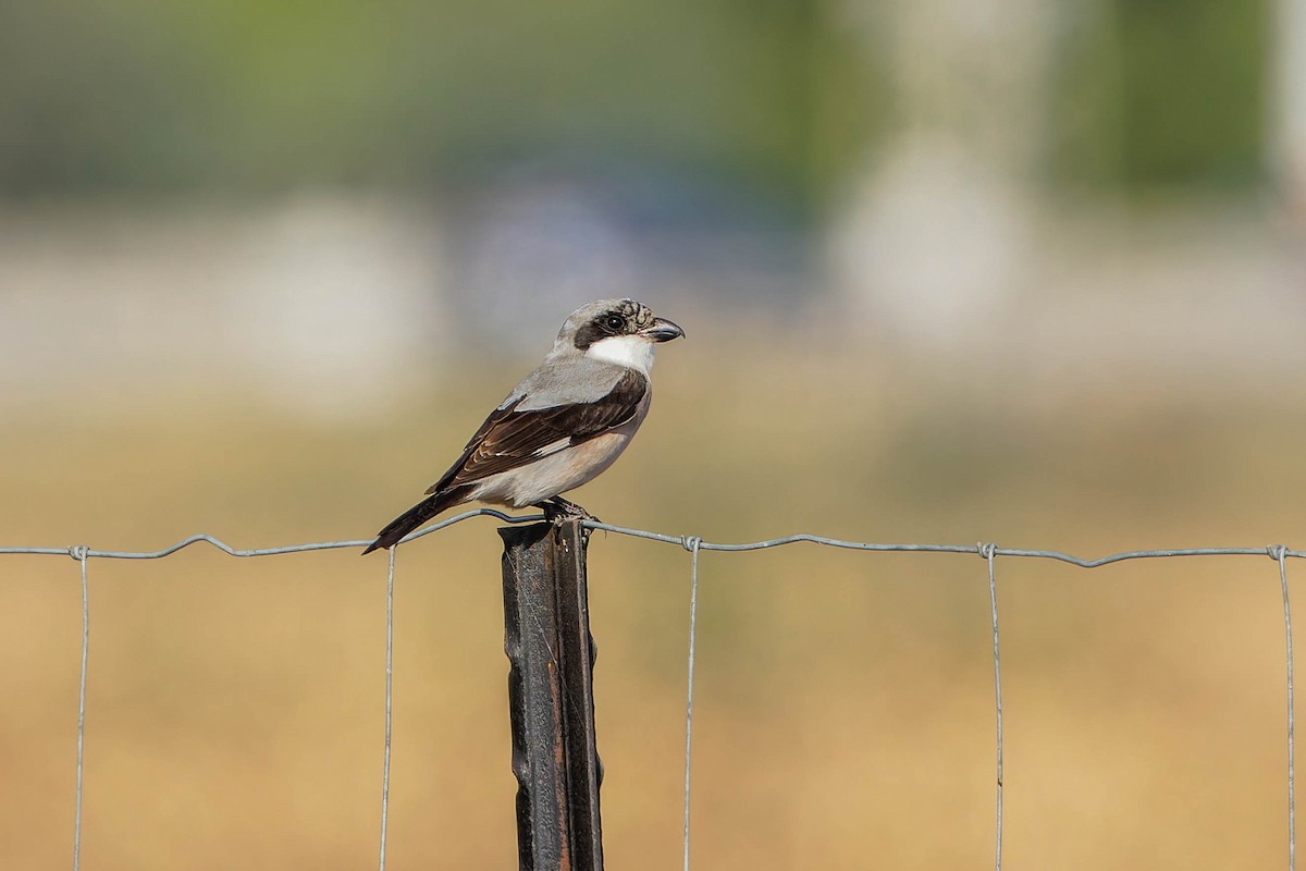 ťuhýk menší - ML640579240