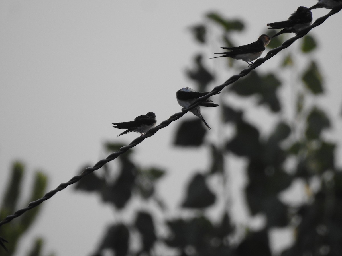 European Red-rumped Swallow - ML640579241