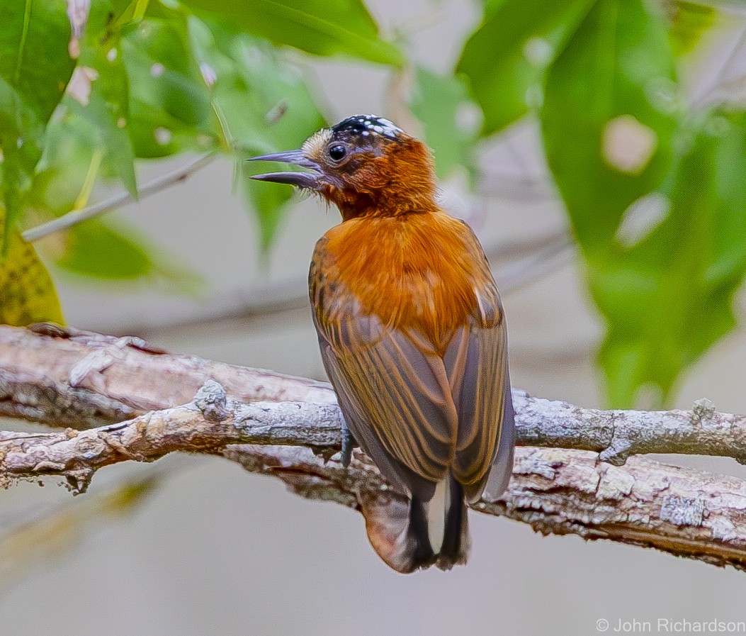 Chestnut Piculet - ML640579258